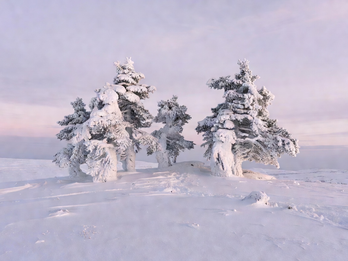 Sculptural rime-encrusted spruce trees standing silent on a snowy fell summit under lilac sky